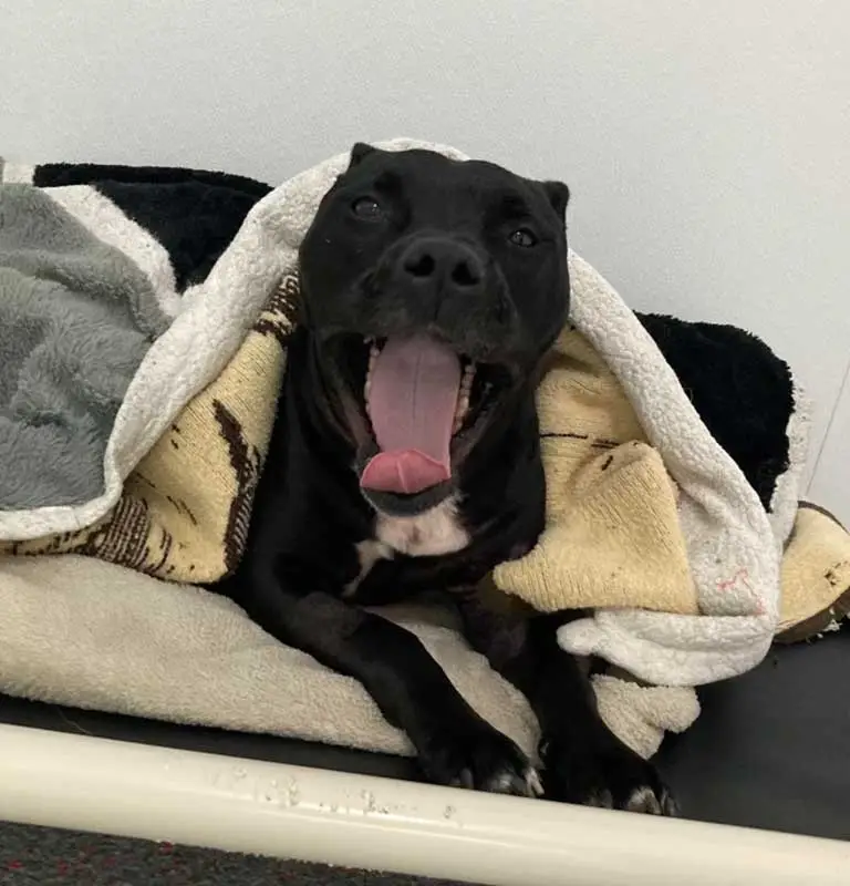 Lily’s Rescue Rehab